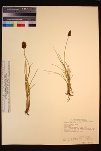 Carex breweri image